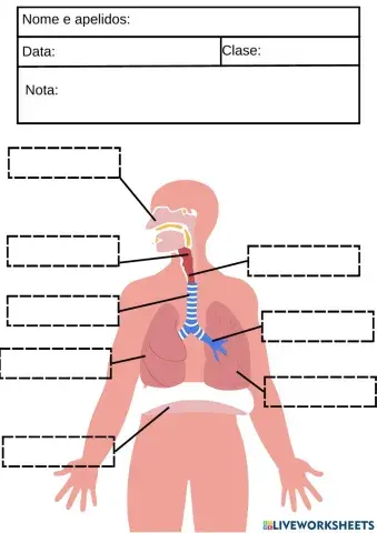 O aparello respiratorio