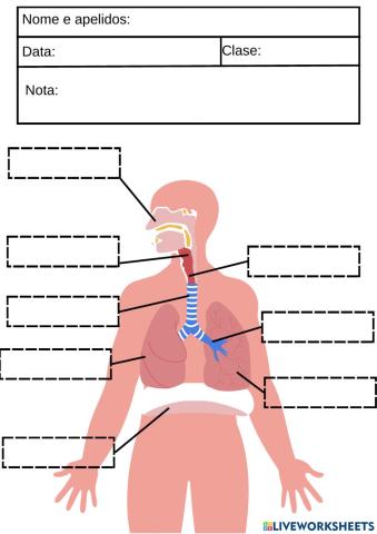 O aparello respiratorio
