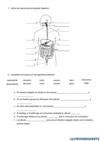 Anatomía: Aparato digestivo 