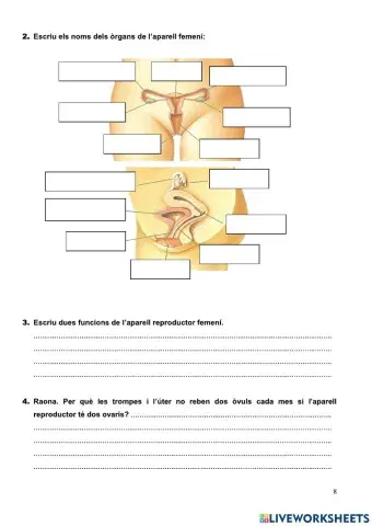 Aparell reproductor femení