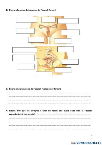 Aparell reproductor femení