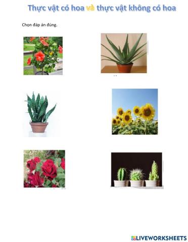 Thực vật có hoa và thực vật không có hoa