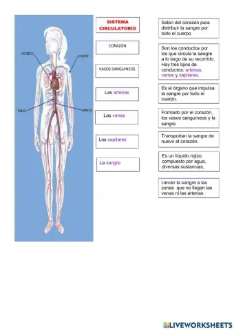 Sistema circulatorio