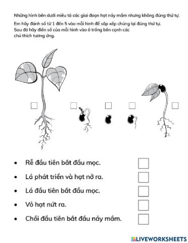 Các giai đoạn hạt nảy mầm