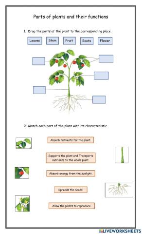 Plant parts and functions