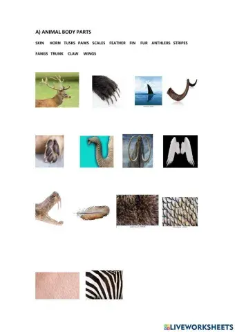 Animal body parts