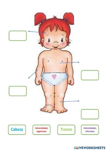 El cuerpo humano y sus partes