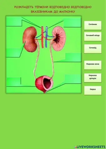 Сечовидільна система