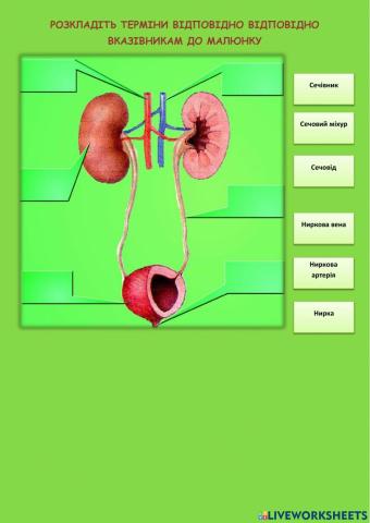Сечовидільна система
