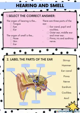 Hearing and smell