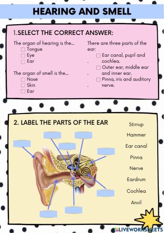 Hearing and smell