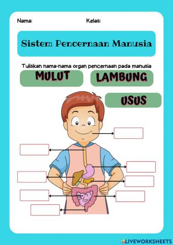 Sistem pencernaan manusia