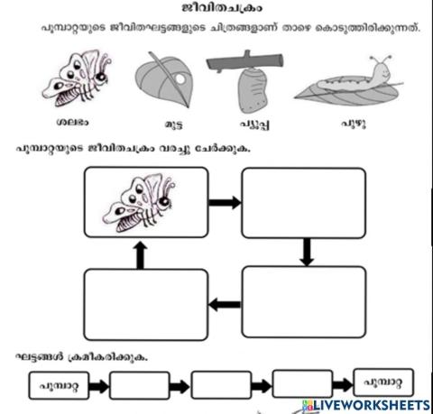ചിത്രശലഭത്തിന്‍റെ രൂപാന്തരണം