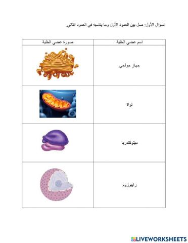 فاطمة الحسينية