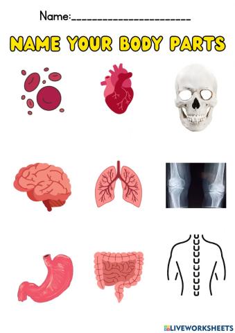 Body parts