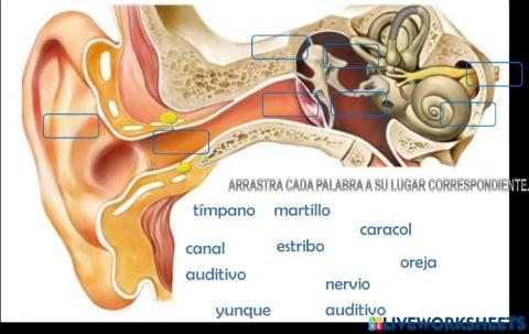 Parte del oído