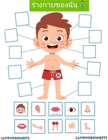 ร่างกายของฉัน ป.1
