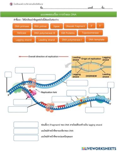 แบบทดสอบการจำลองดีเอ็นเอ