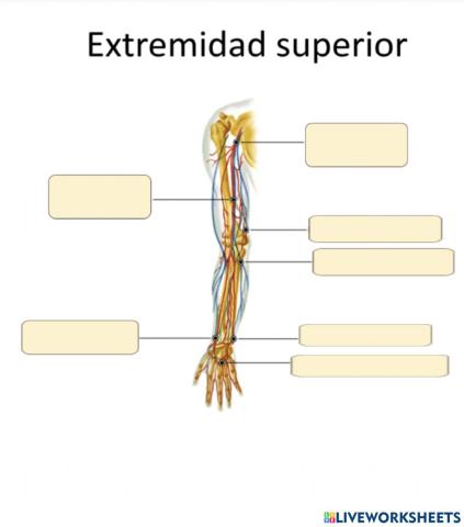 Principales arterias del miembro superior