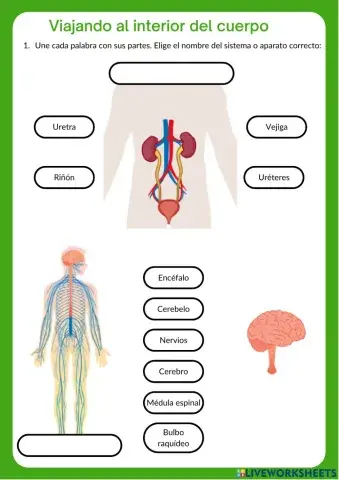 Viajando al interior del cuerpo