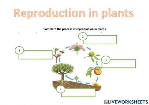 Reproduction in plants
