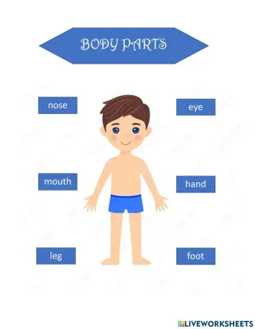 Body Parts