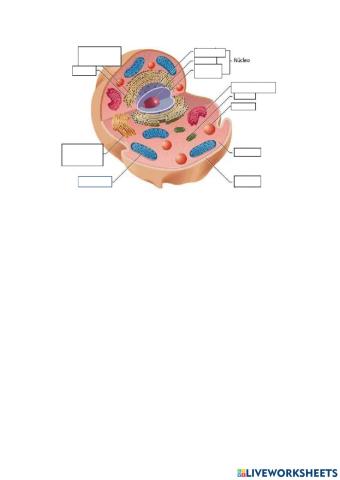 Partes de la celula