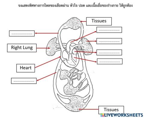 Biology Circulation
