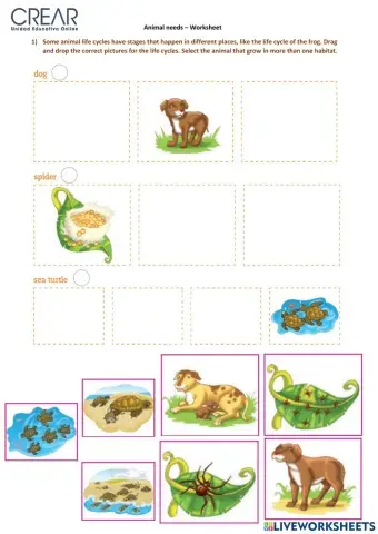 Animal Life Cycles