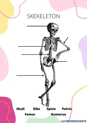 Skeleton