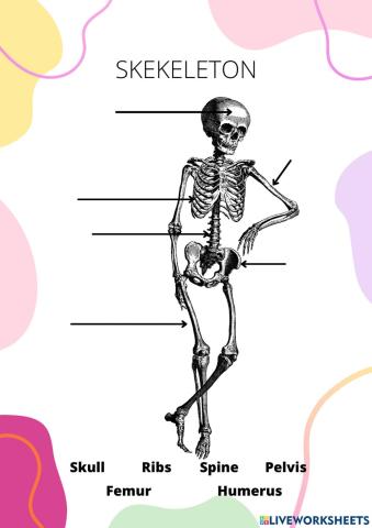 Skeleton