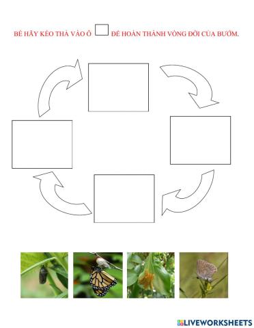 Vòng đời của bướm