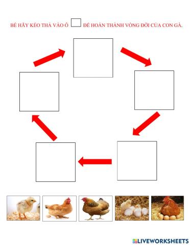 Vòng đời của gà