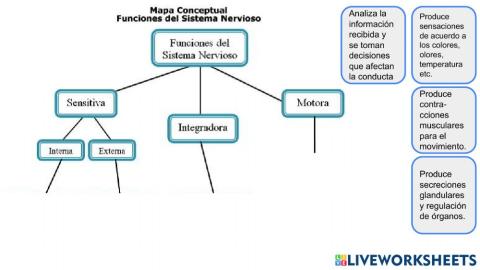 Funciones del Sistema Nervioso