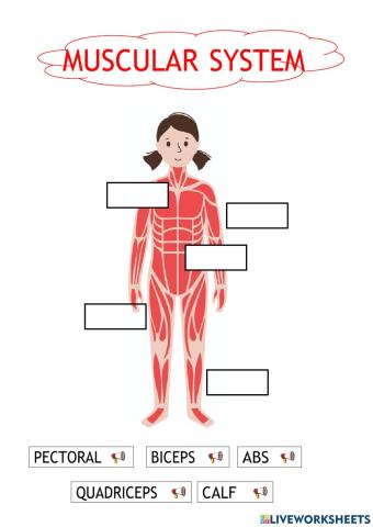 Muscular system
