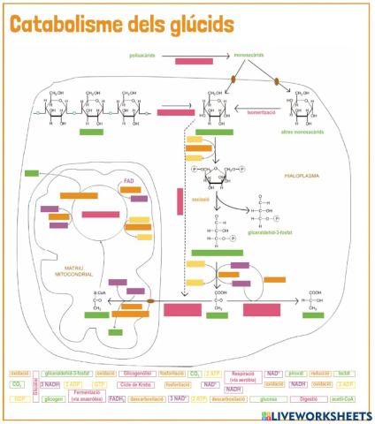 Catabolisme dels glúcids