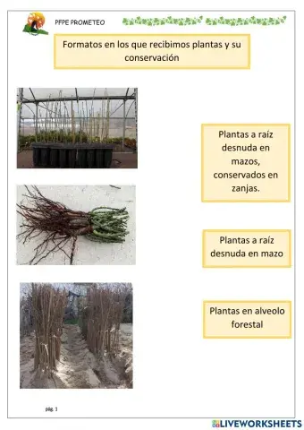 Conservar plantas para implantación
