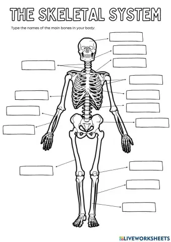 The skeletal system