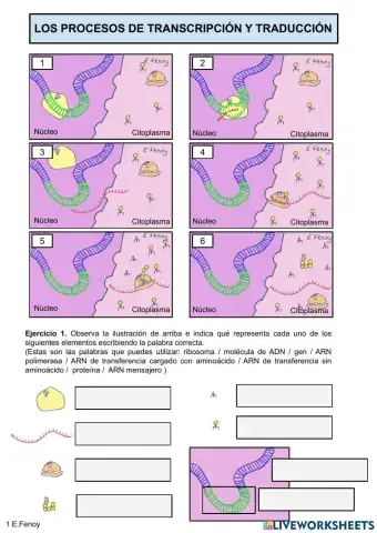 Formación de proteínas: Los procesos de transcripción y traducción