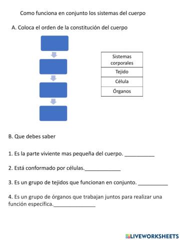 Constitucion del cuerpo