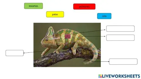 Partes de los reptiles