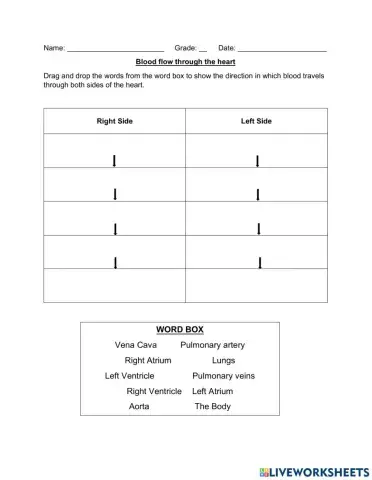 Blood flow through the heart