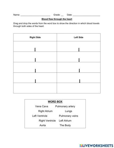 Blood flow through the heart