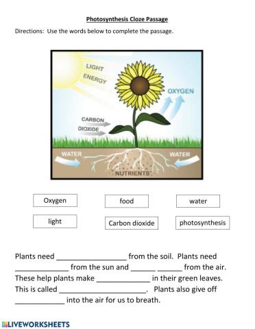 Photosynthesis Cloze Worksheet