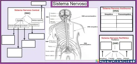 Sistema Nervoso