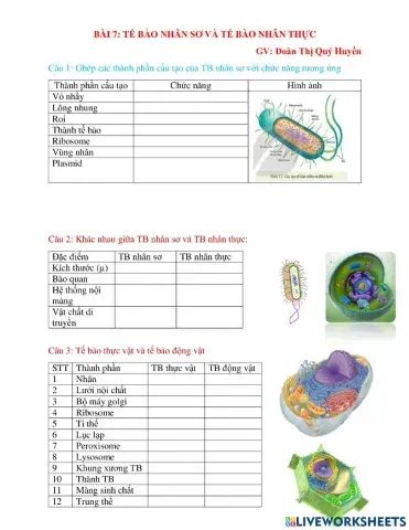 Tế bào nhân sơ Tế bào nhân thực
