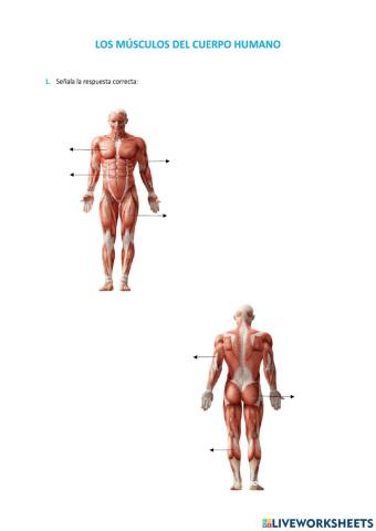 Los músculos del cuerpo humano