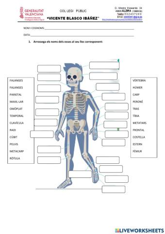 Esquelet i mísculs