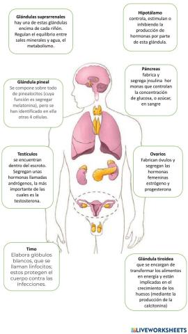 Sistema endocrino