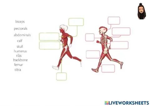 Musculoskeletal system
